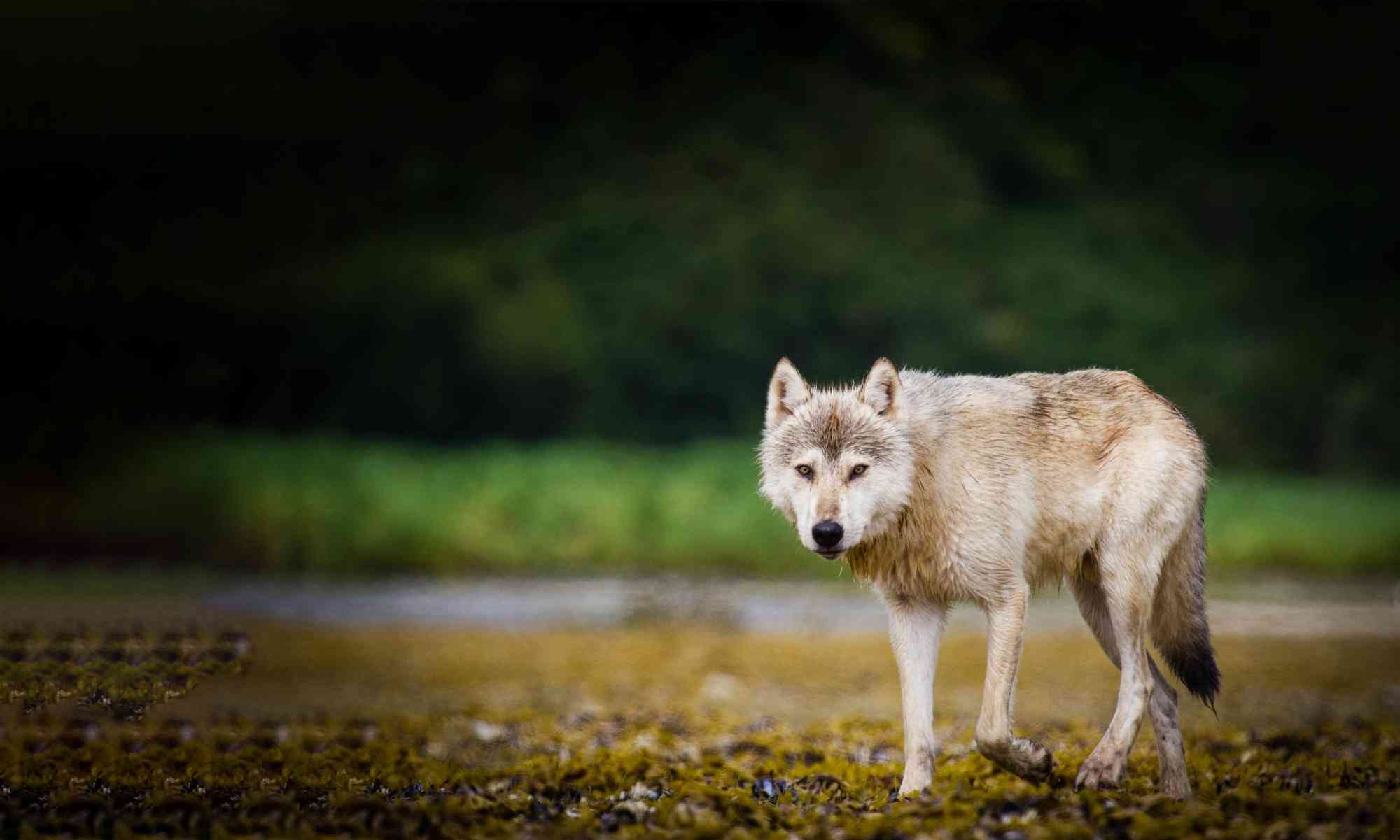 Coastal wolf walking along riverbed