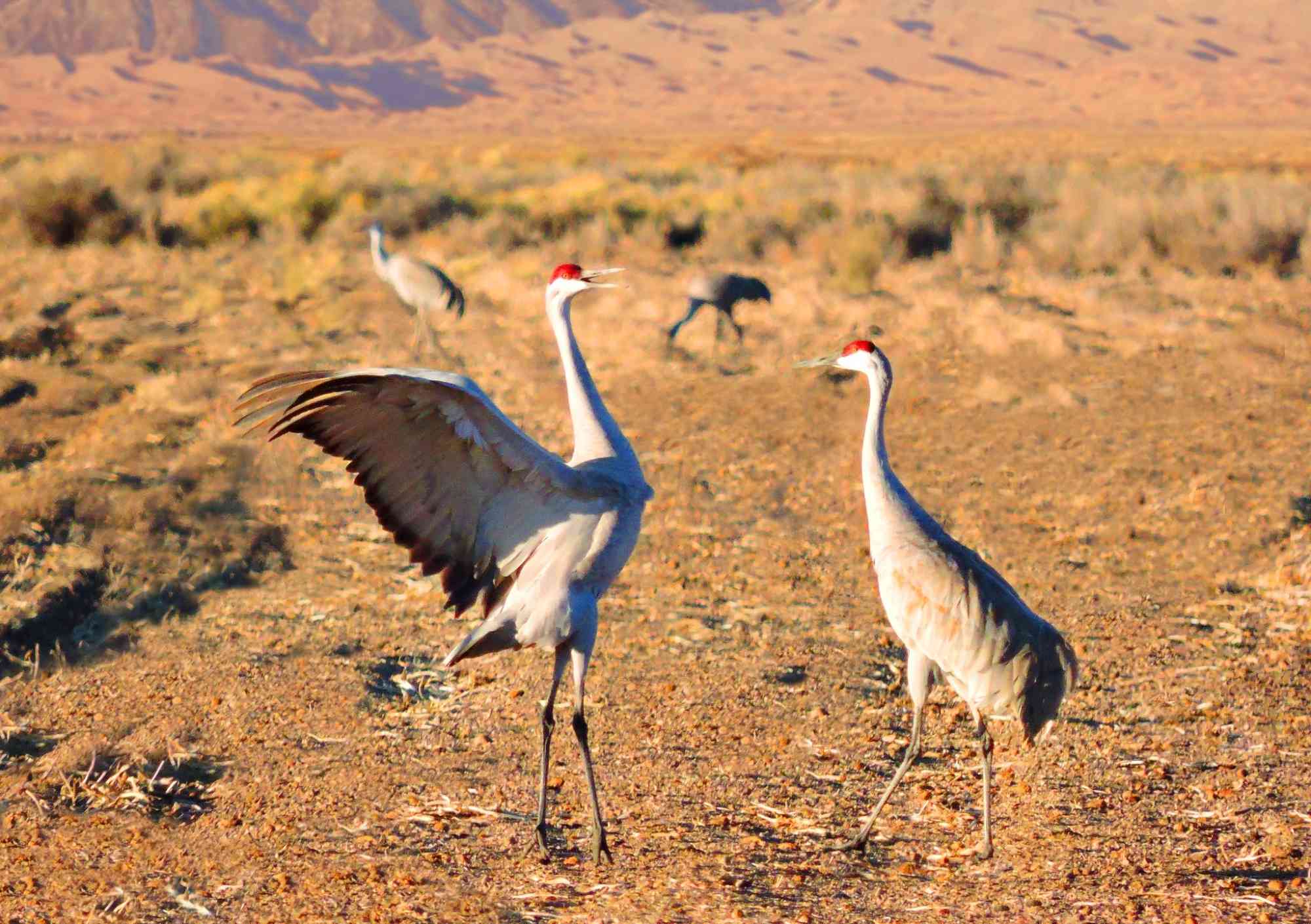 Pair of sandhill cranes dancing