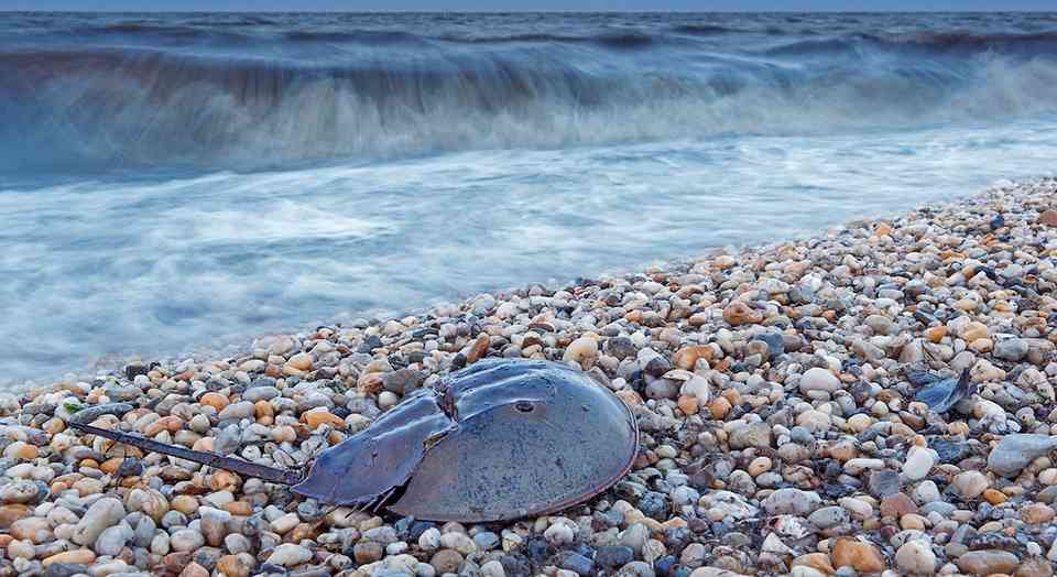 Each horseshoe crab can release thousands of eggs, an important food source for migratory birds. But these crabs are being unsustainably harvested for the medical industry.