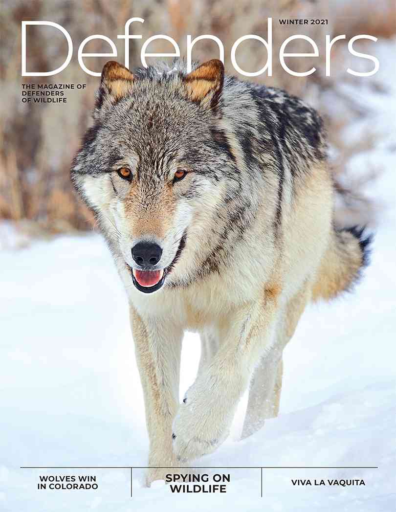 Defenders Magazine | Defenders of Wildlife