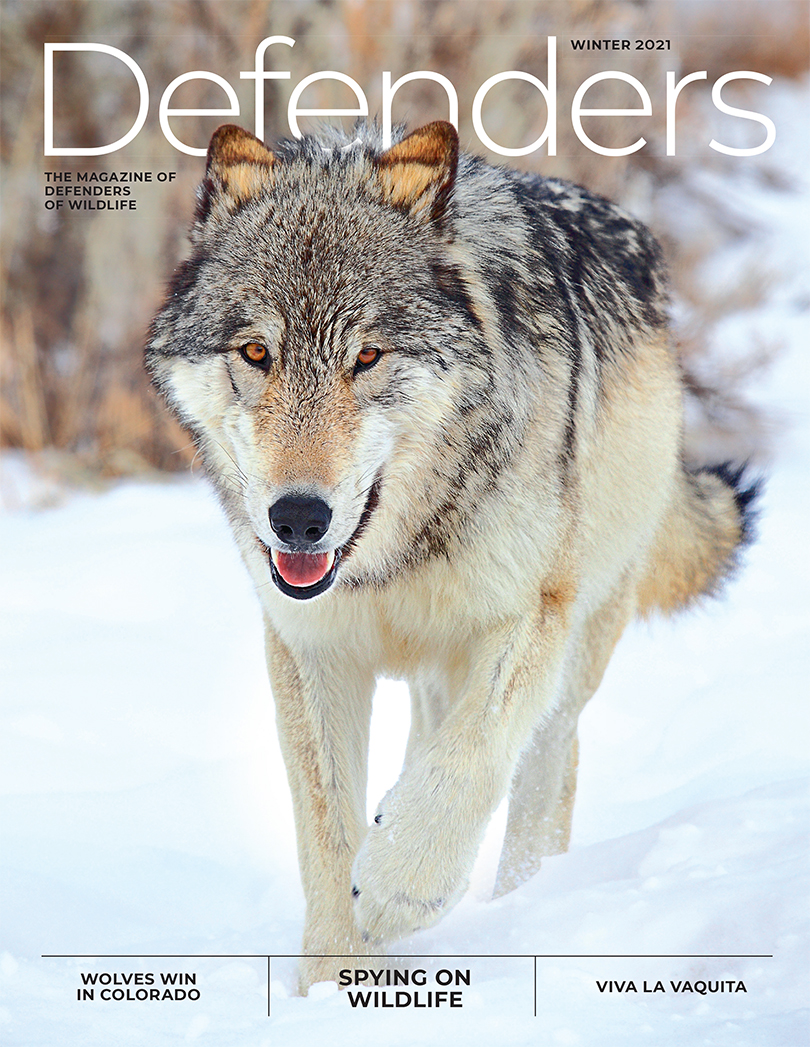 Defenders Magazine | Defenders of Wildlife Defenders Magazine | Defenders of Wildlife