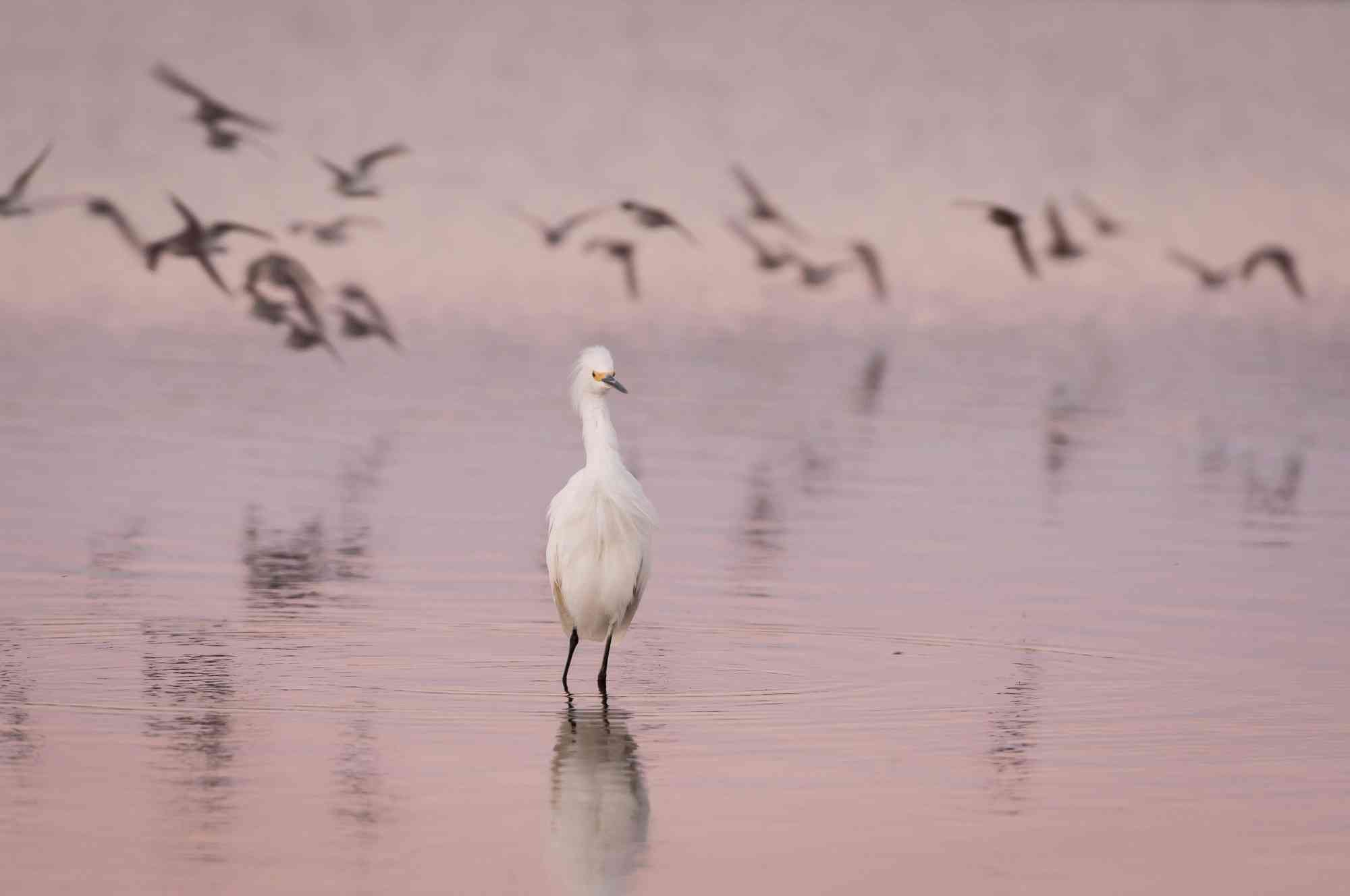 Snowy Egret wading with flying birds in background