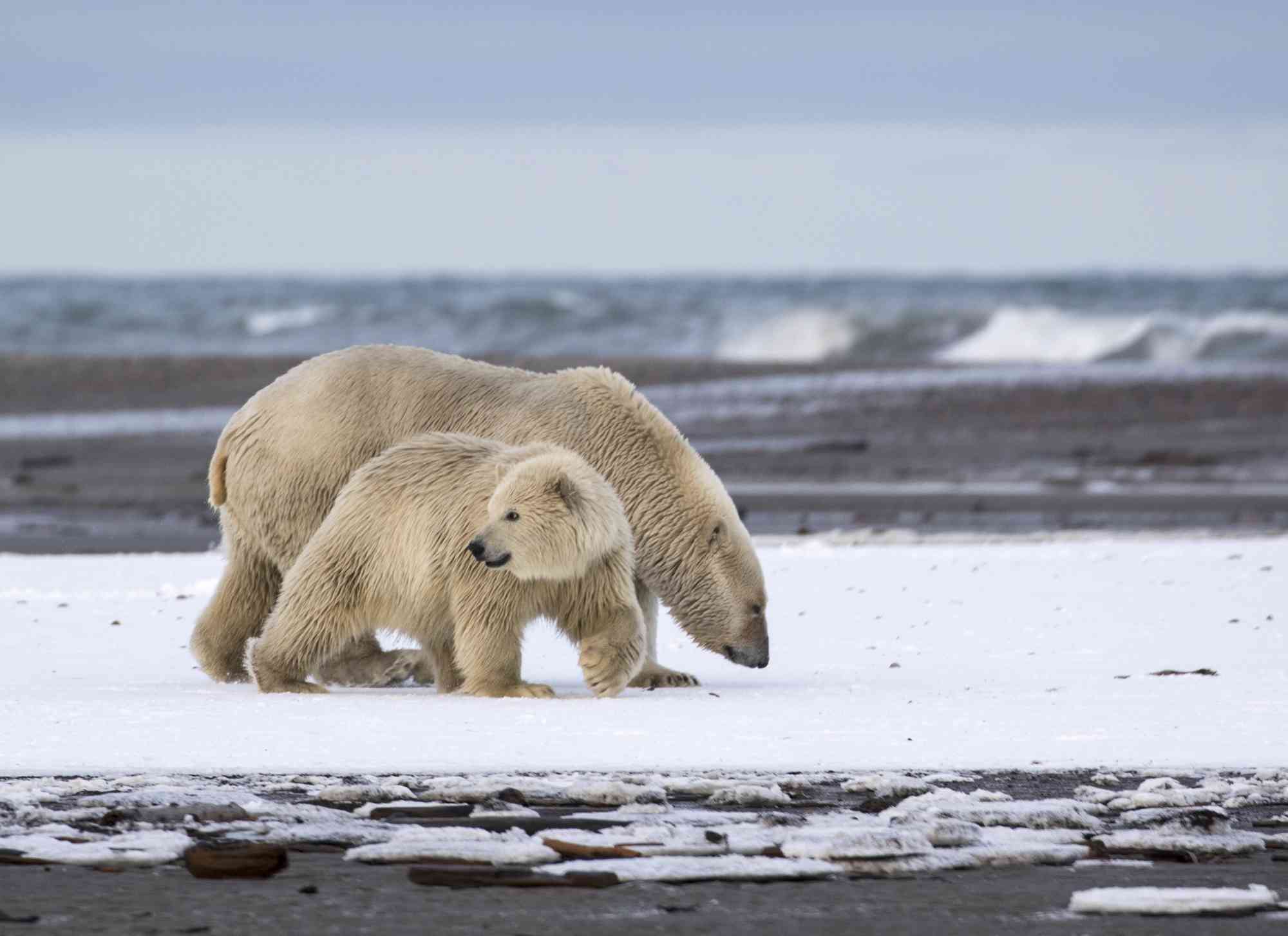 Polar bear mom and cub looking for food