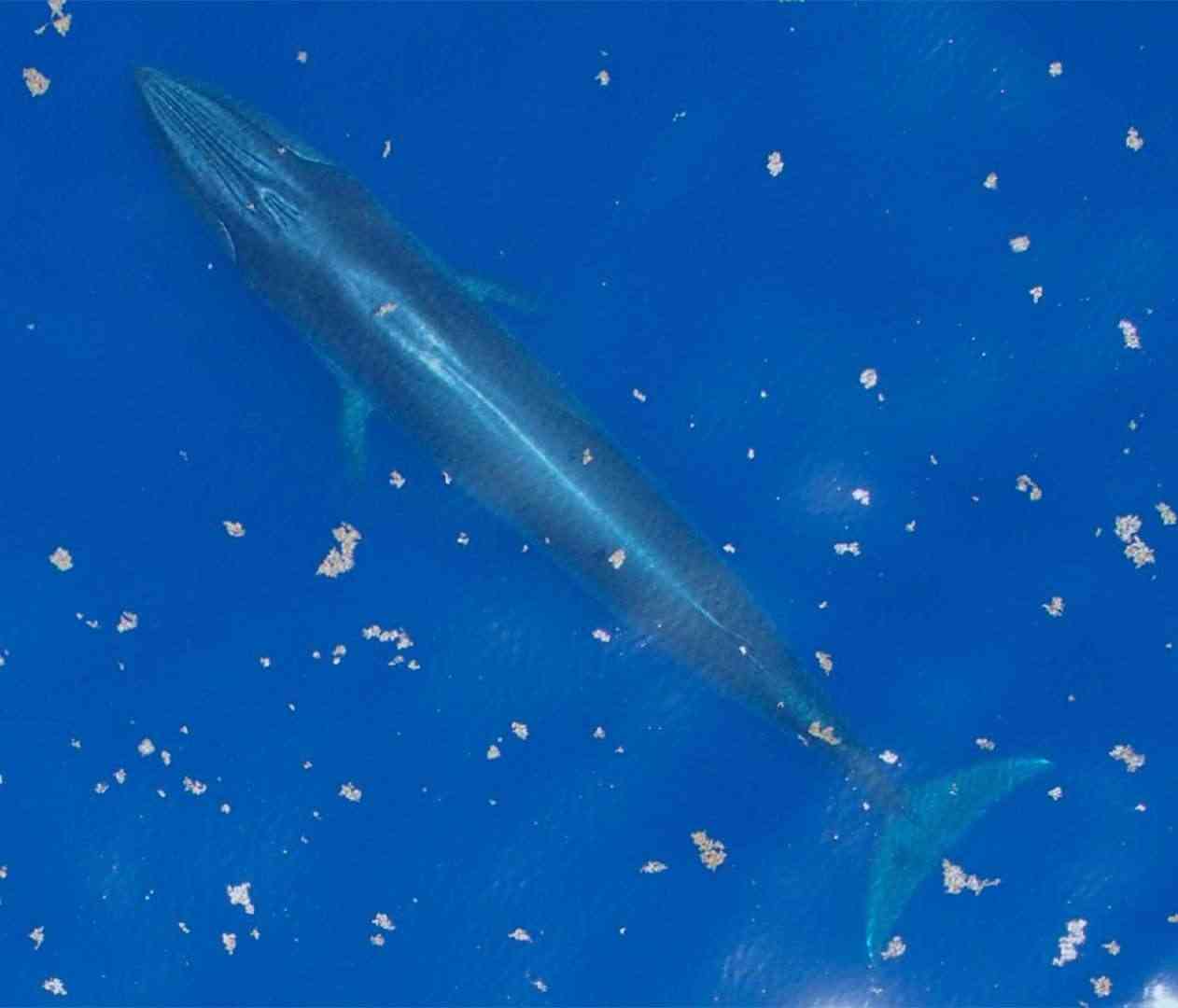 A gulf of mexico whale from the air