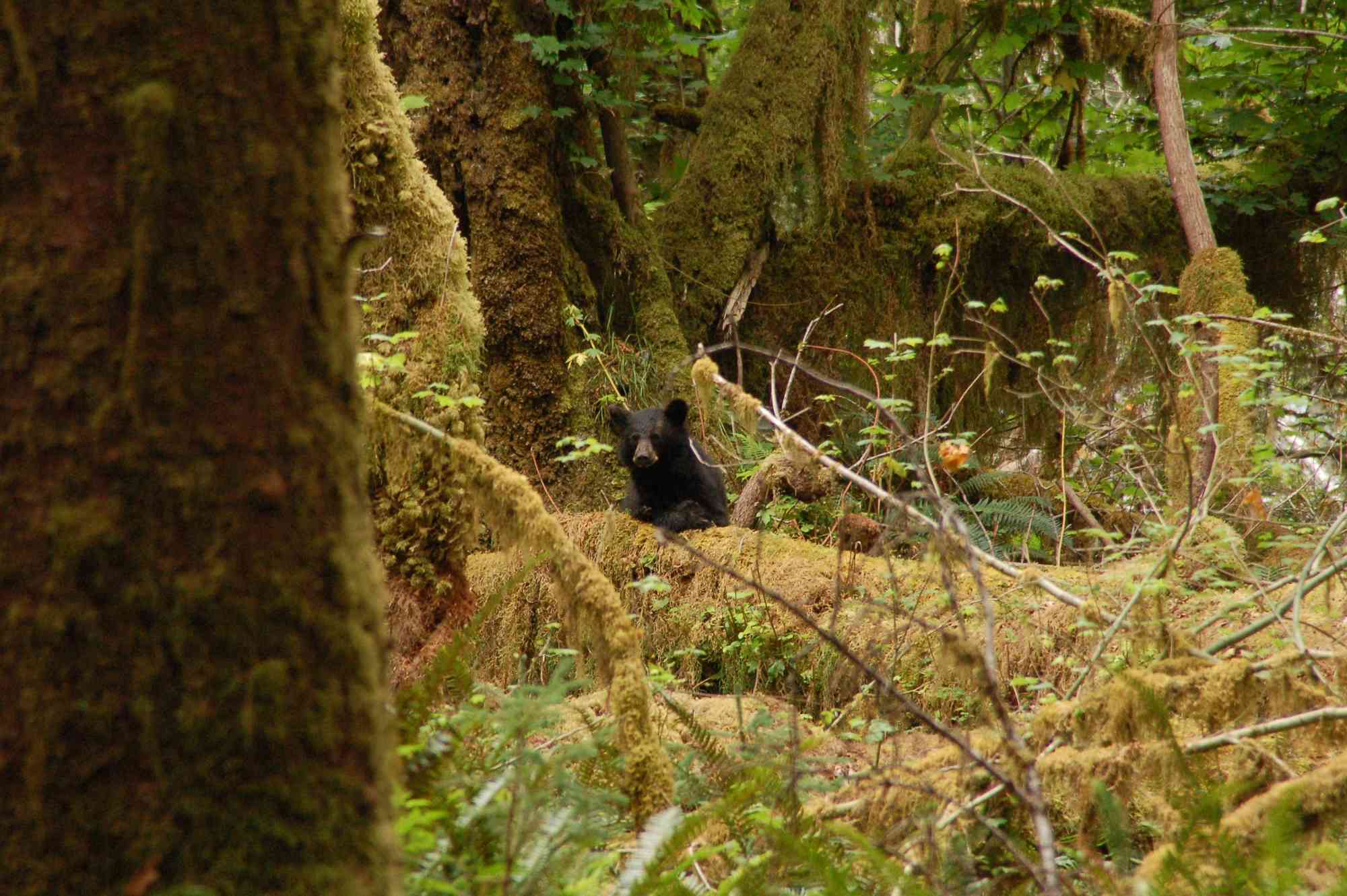 Black bear in moss covered forest 