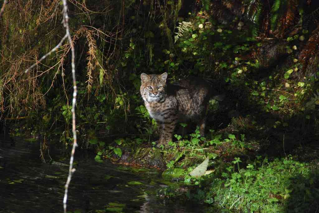 Bobcat along Taft Creek