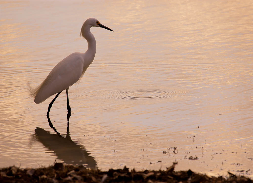 Snowy Egret wading at sunrise