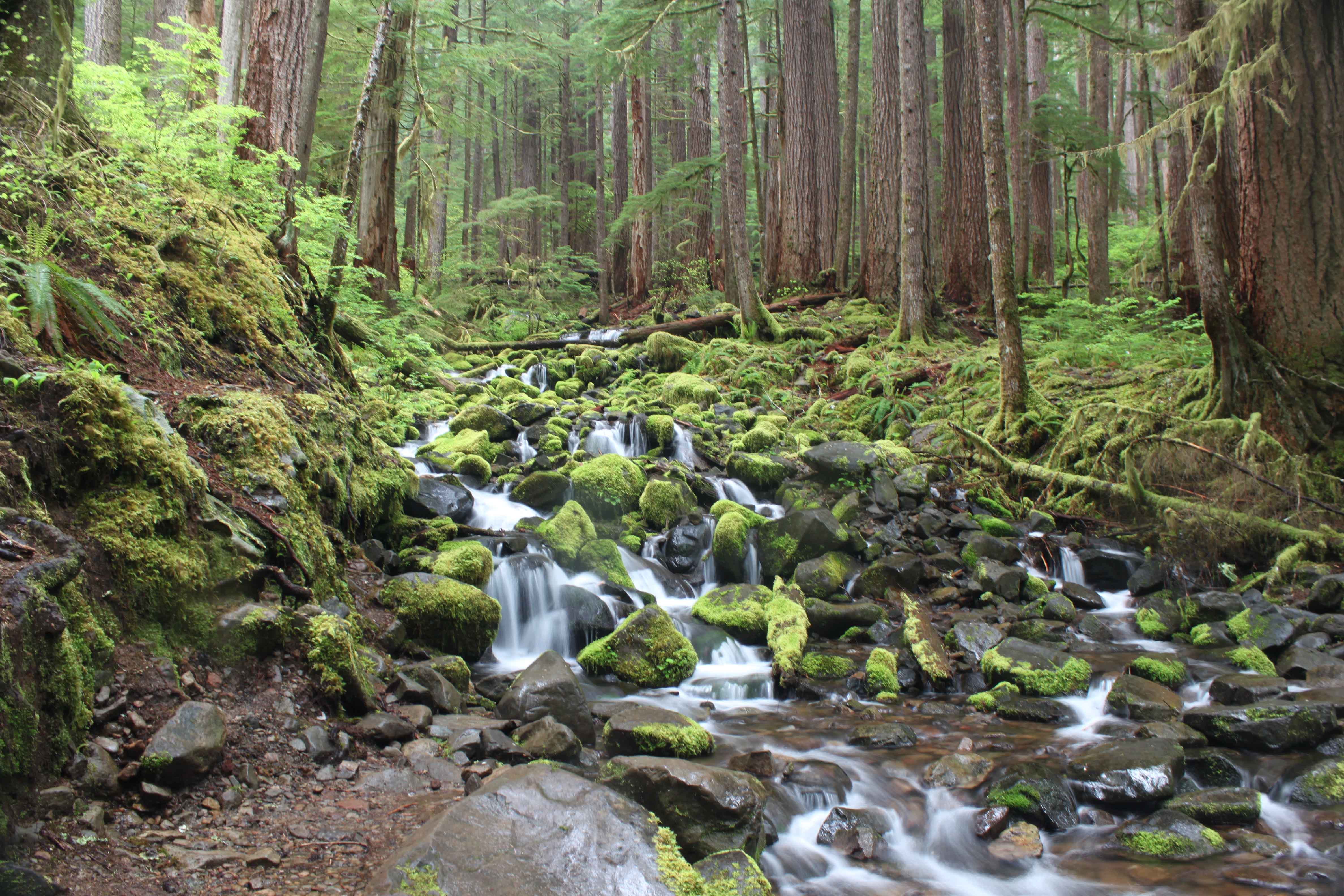 Waterfall with moss covered rocks