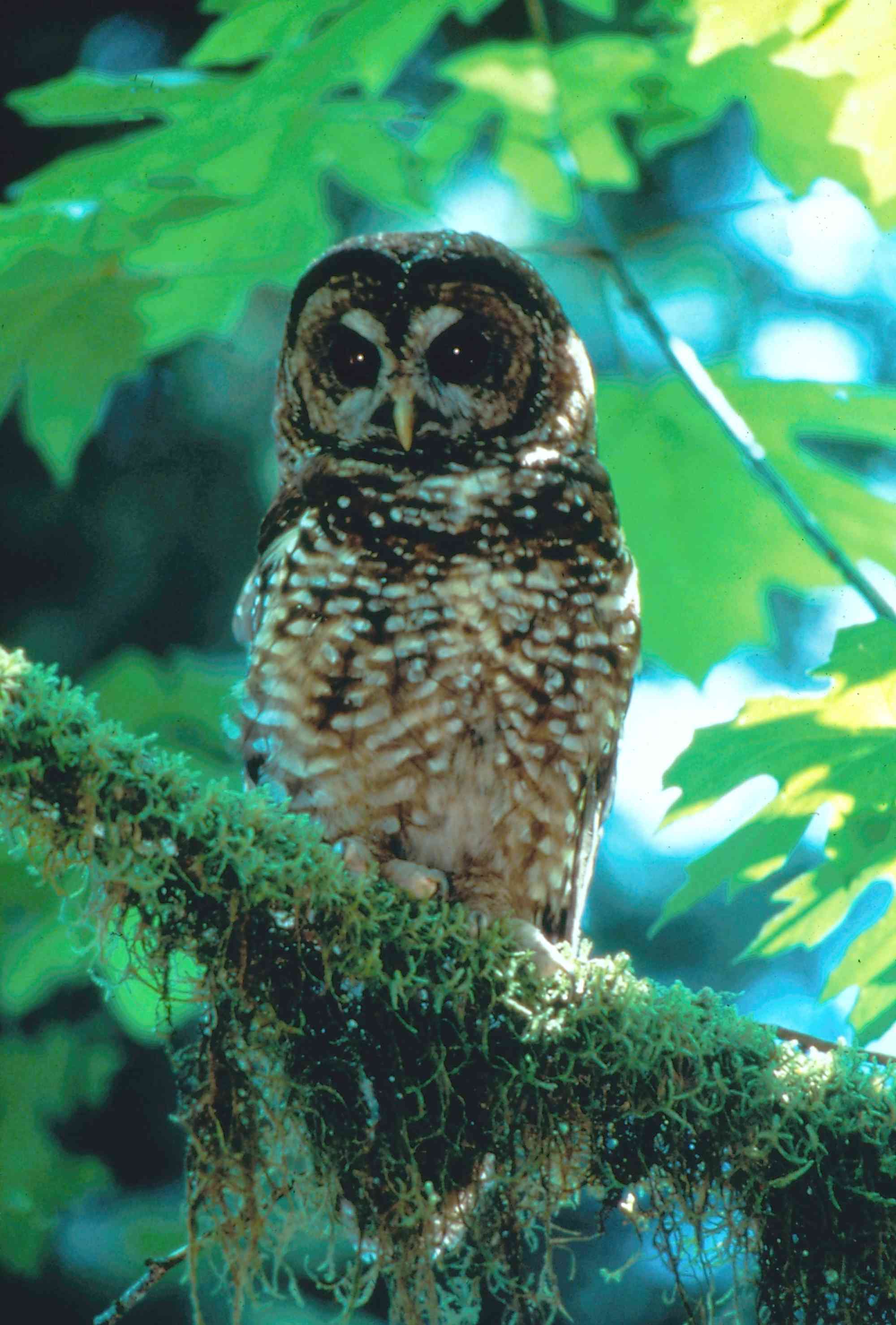Northern spotted owl sitting on branch