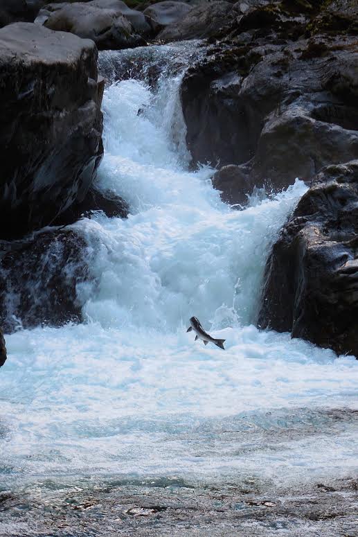 Salmon jumping upstream