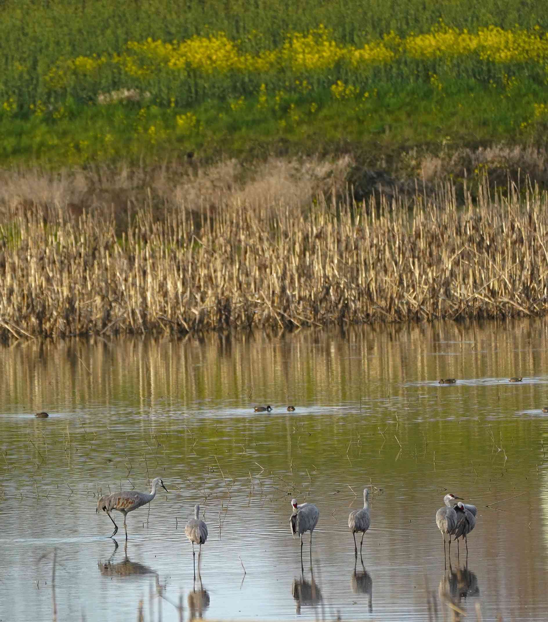 Sandhill Cranes Standing in Shallow Water