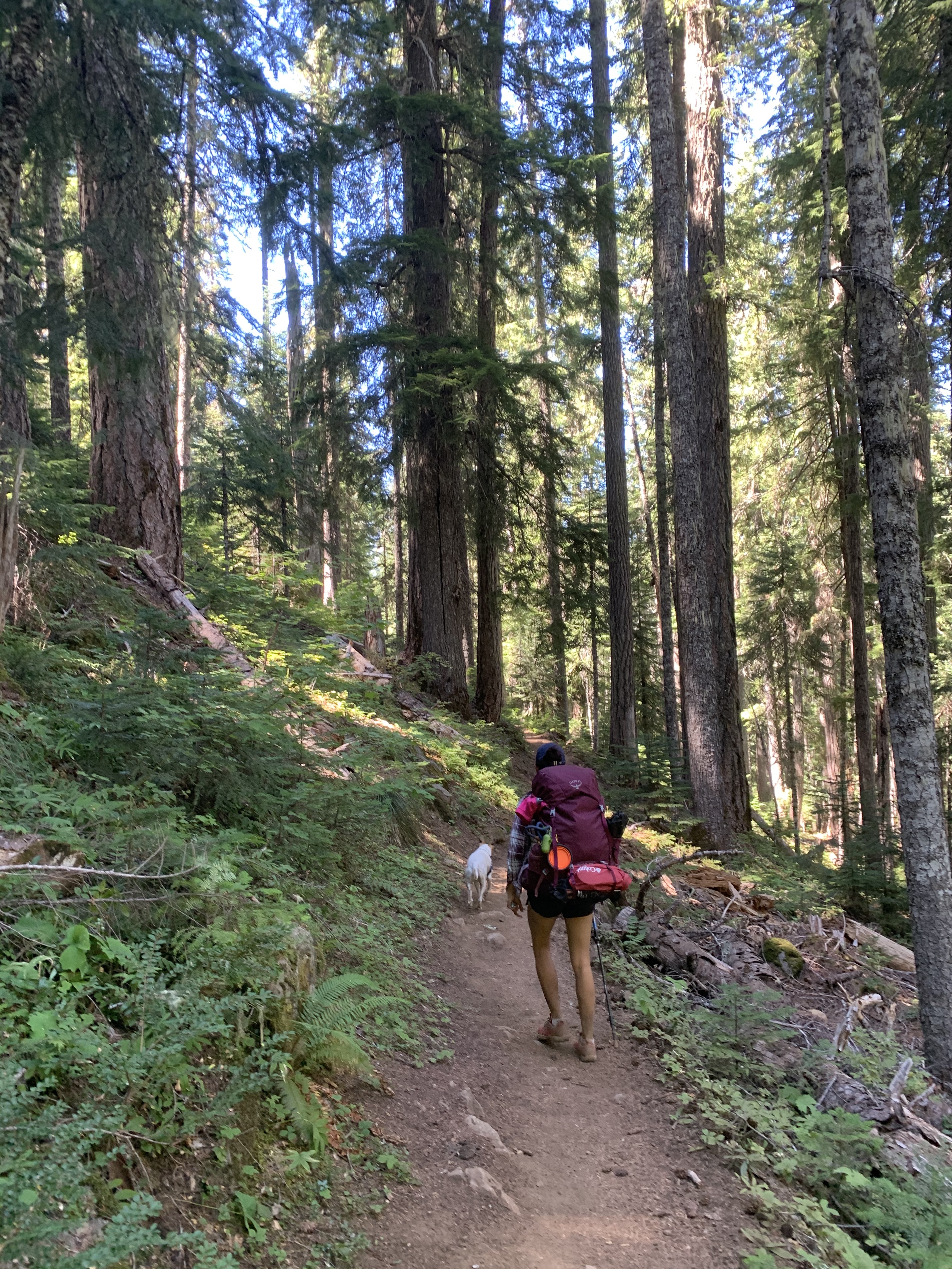 Backpacking in Forest