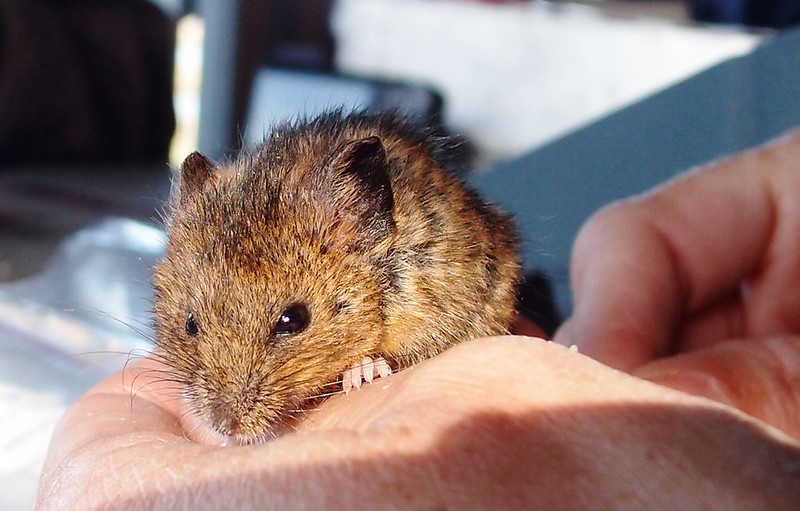 Salt marsh harvest mouse