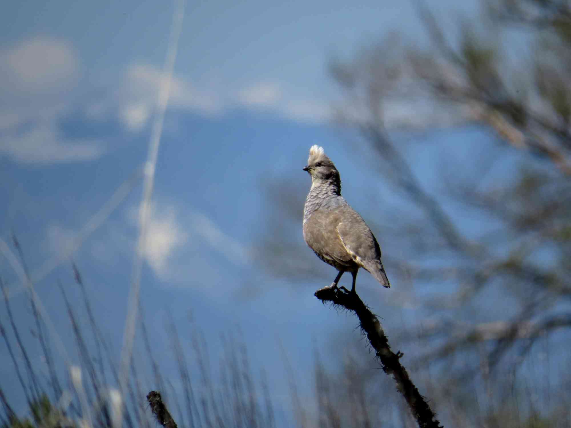 Scaled quail on twig