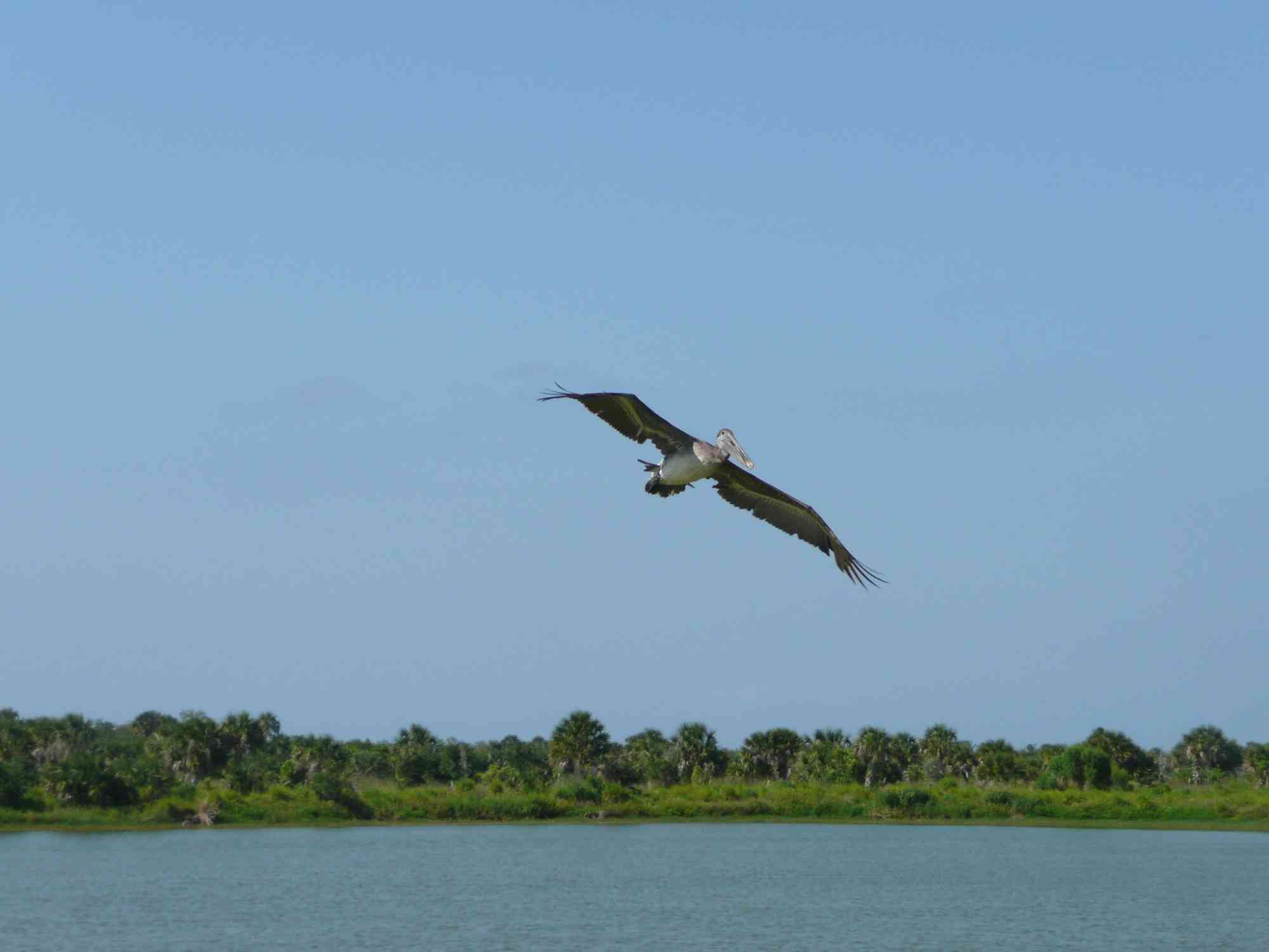 An oil-free brown pelican soars over Pelican Island National Wildlife Refuge