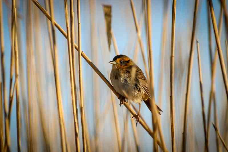Adult saltmarsh sparrow perched on invasive common reed