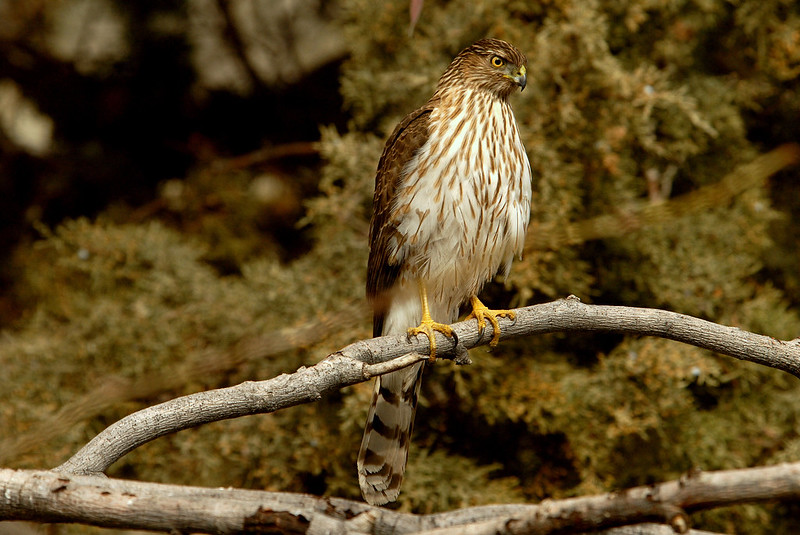 Cooper's Hawk on branch