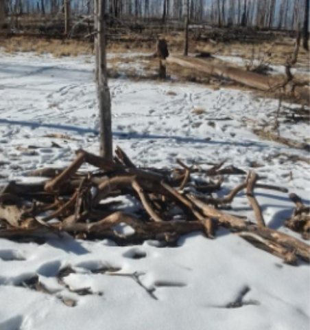 Food cache for Mexican Gray wolves set up on snow covered terrain