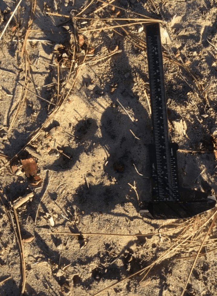 Ruler measuring the legnth of potential wolf tracks in the sand 