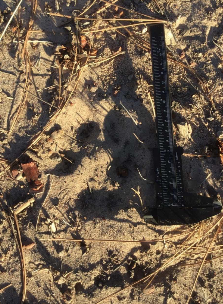 Ruler measuring the legnth of potential wolf tracks in the sand