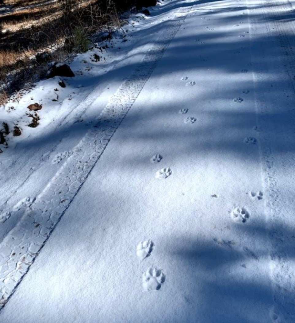 Wolf tracks in the snow from the Iron creek pack