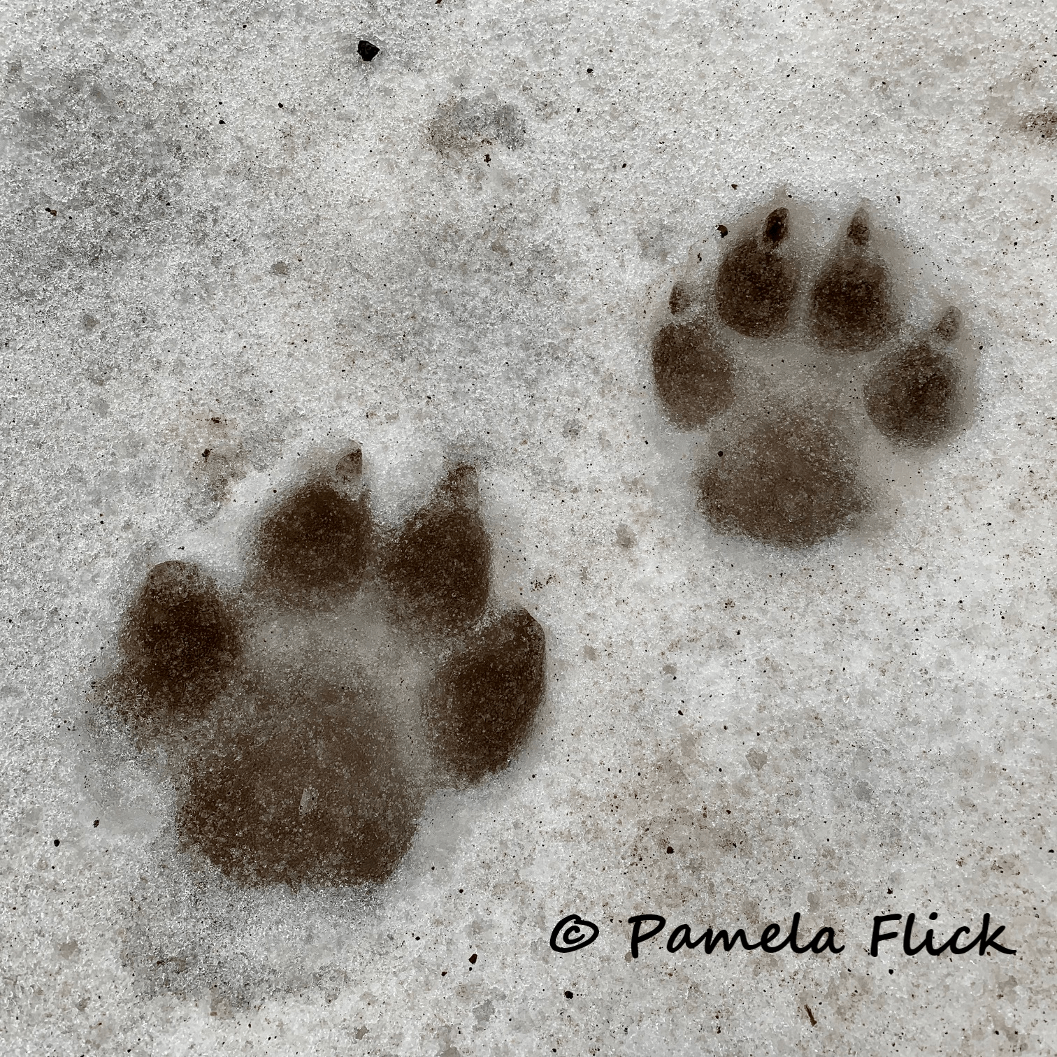 Wolf tracks from the Lassen Pack