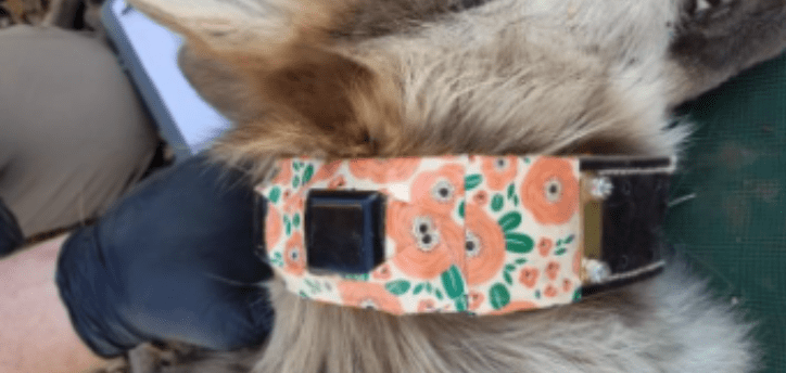 Flower patterned collar on mexican gray wolf