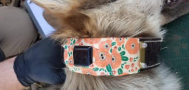 Flower patterned collar on mexican gray wolf