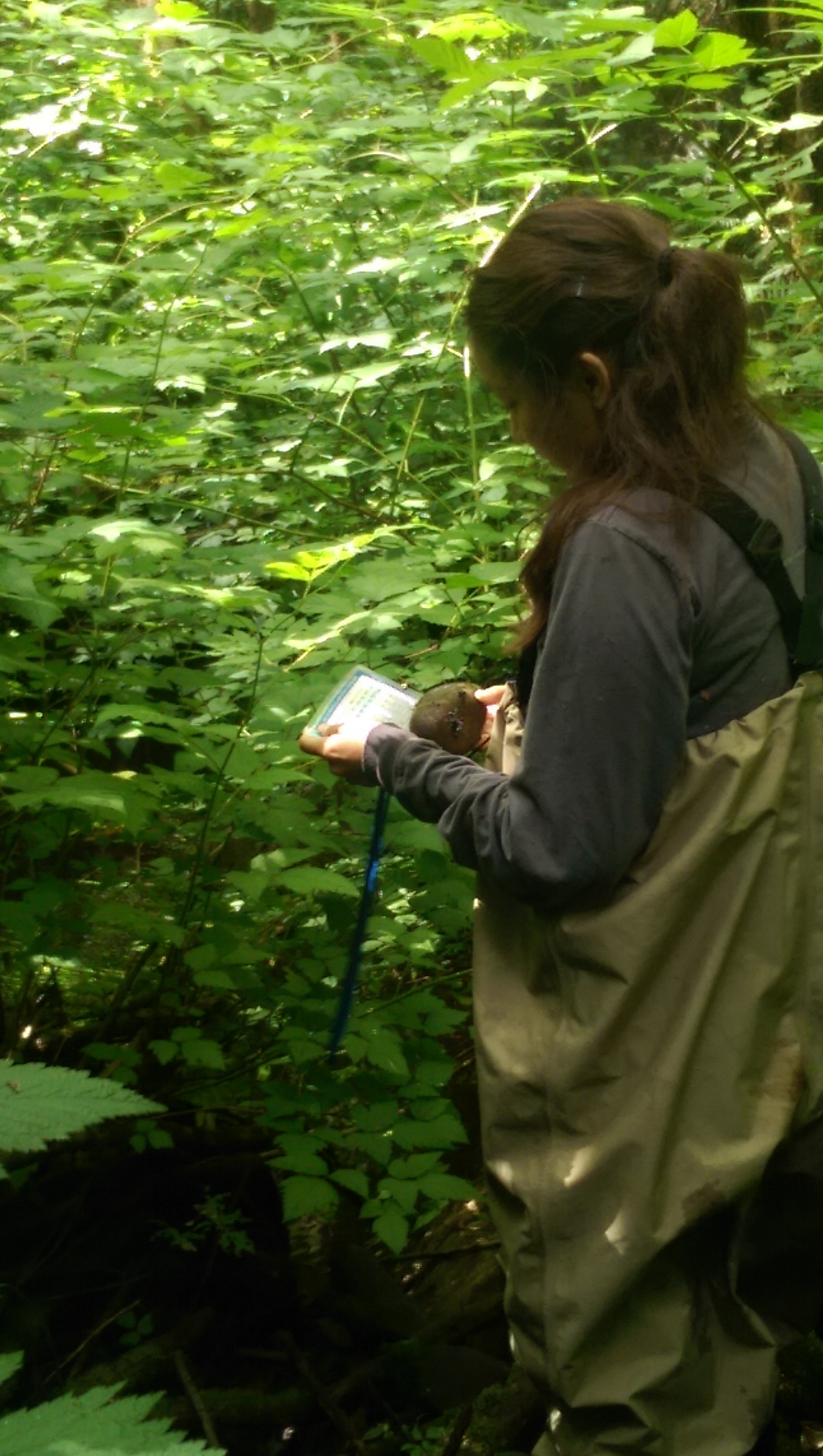 Naanibah participating in a fish count