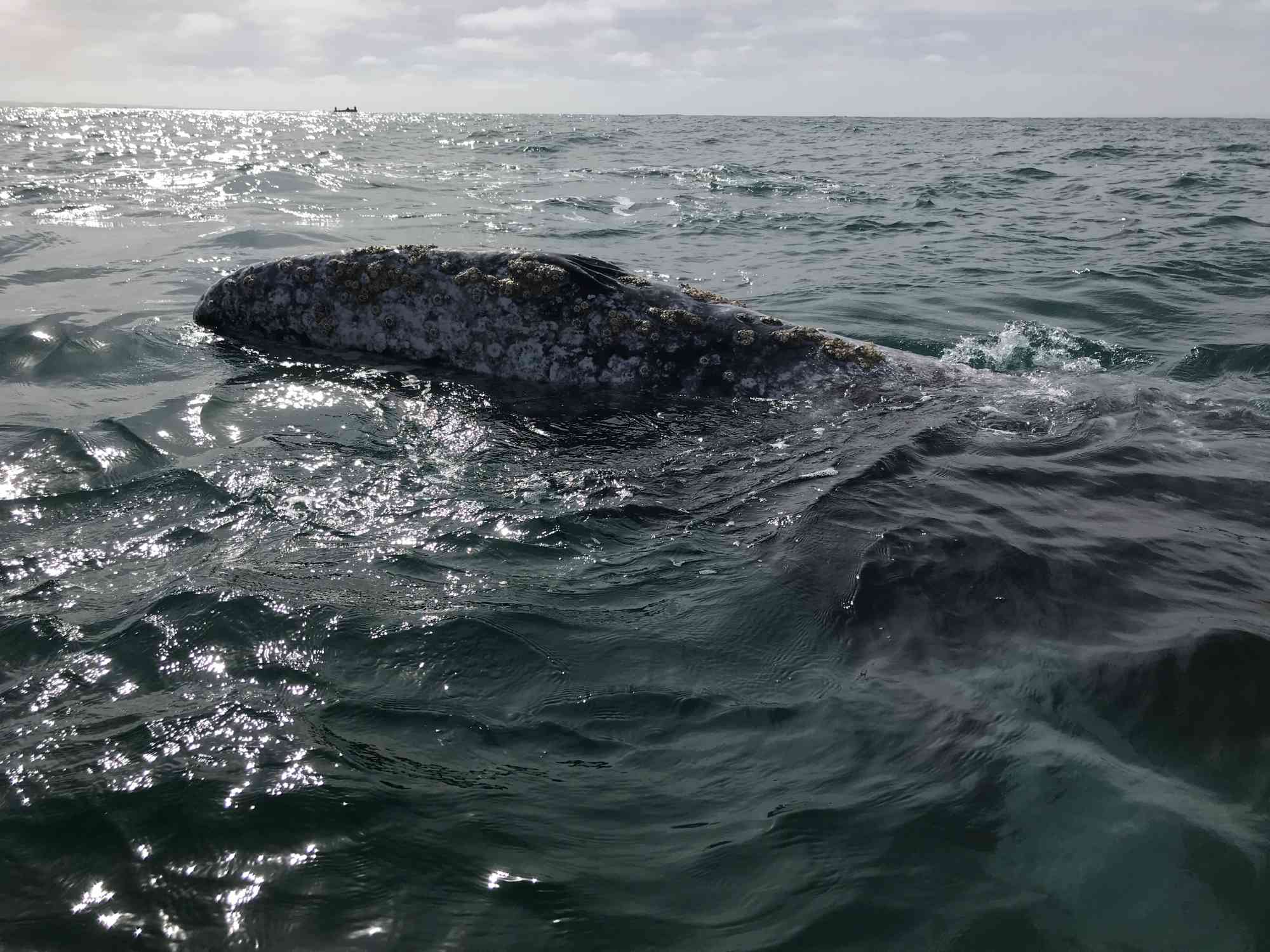 Gray whale swimming in baja california