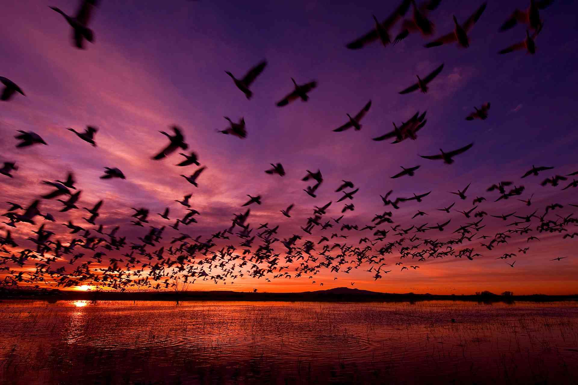 Sunrise Geese Flight