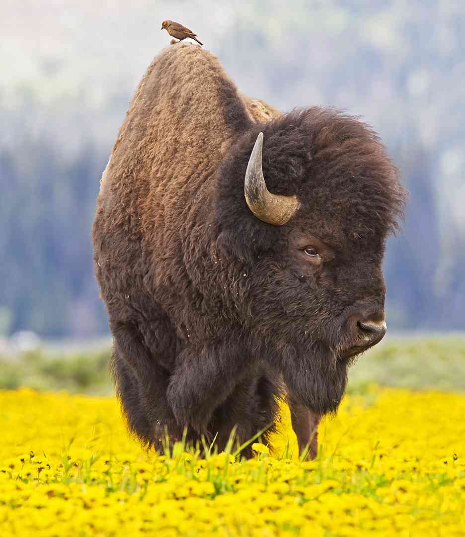 Bison in a Field of Wildflowers