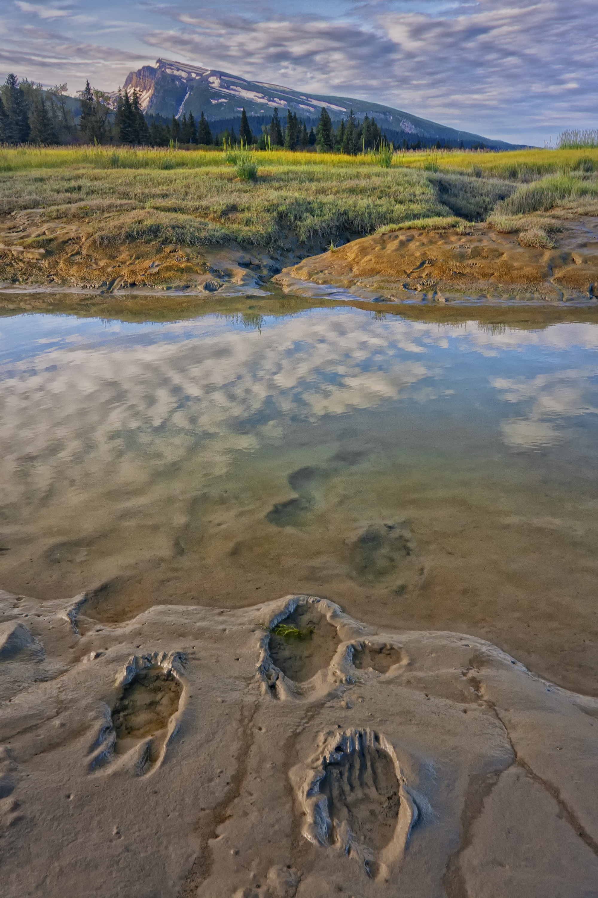 Bear tracks leading across Silver Salmon Creek to a meadow with trees and Alaskan mountain