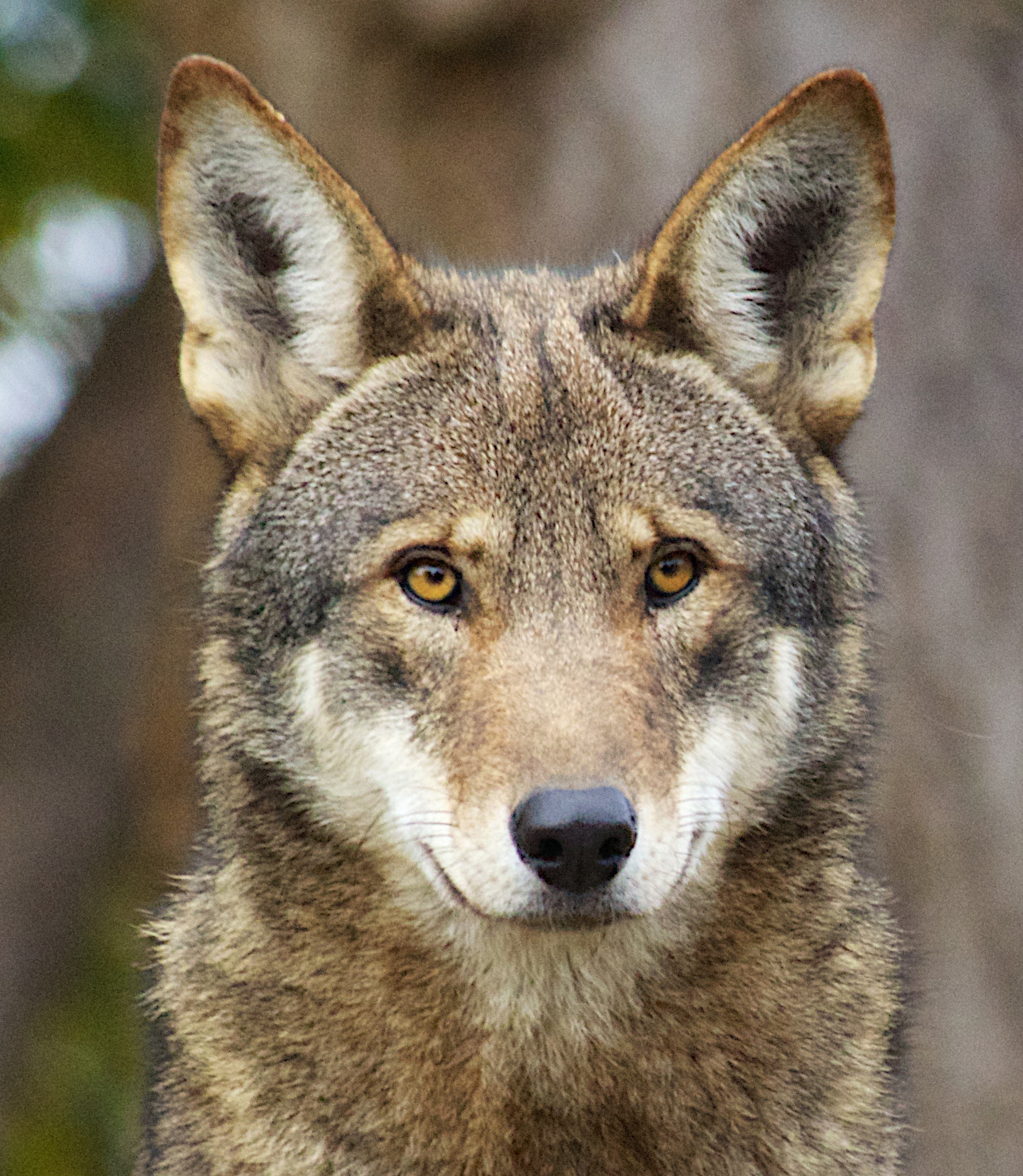 Red wolf staring straight on