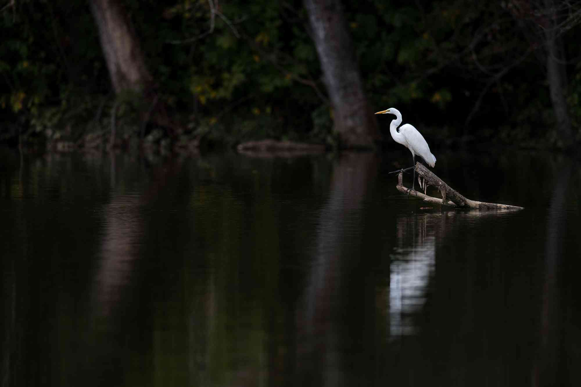 Lone great egret on branch over water