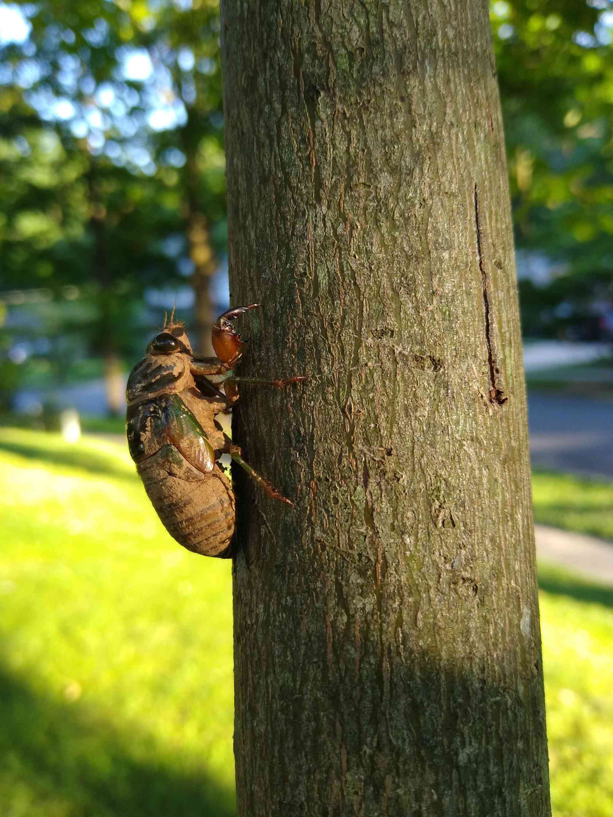 cicada on tree