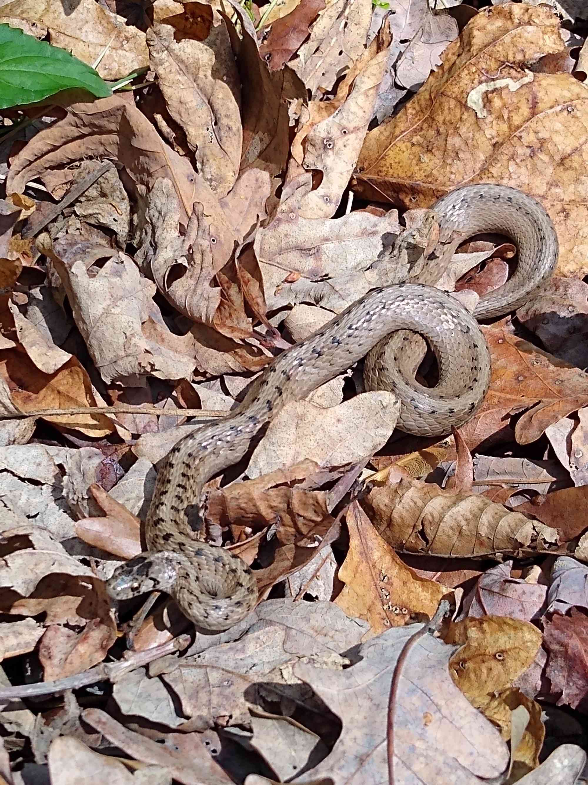snake on leaves