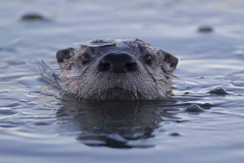 River otter in icy river