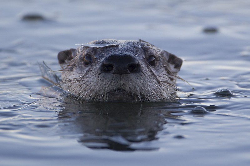 River otter in icy river