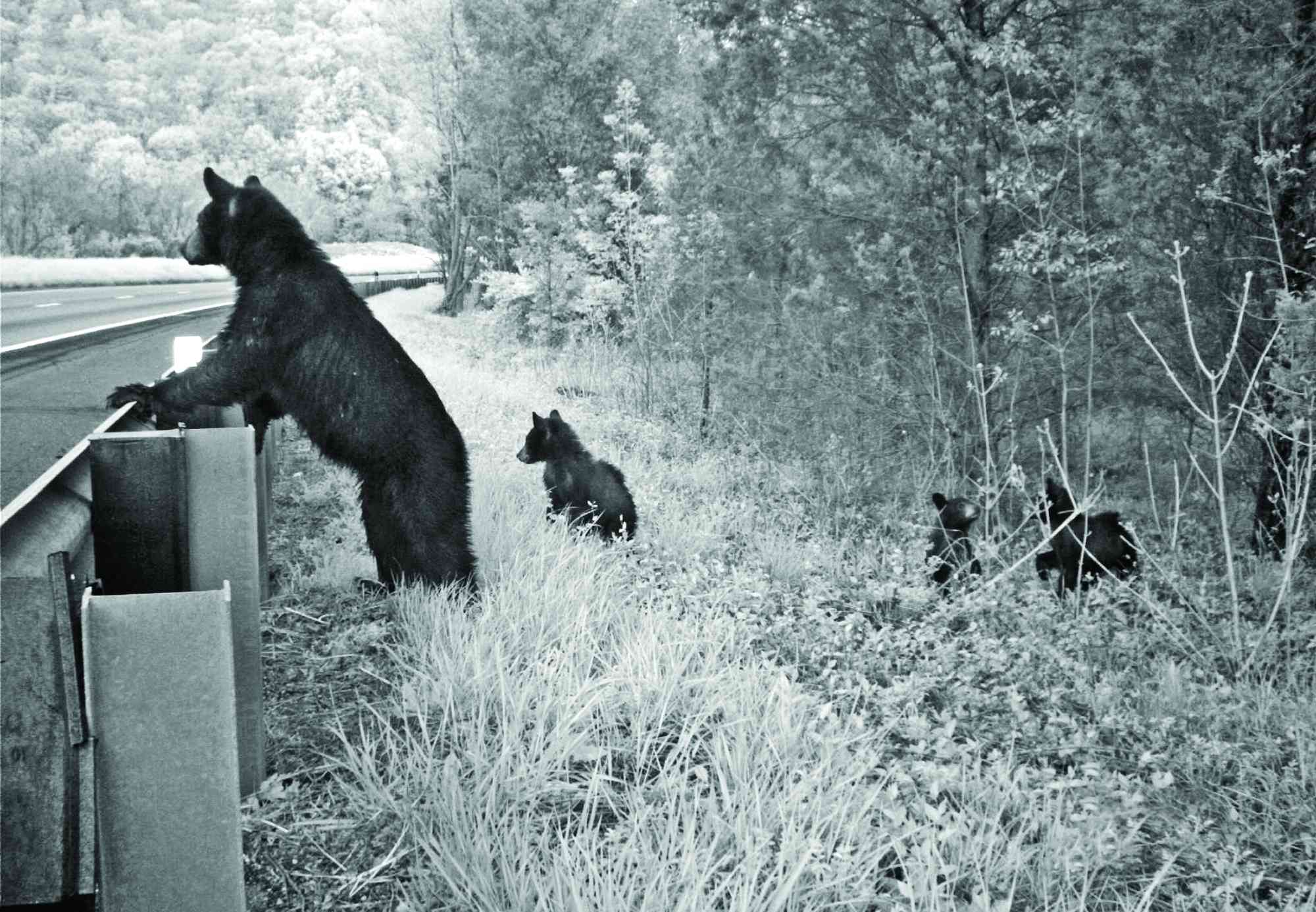 Bear and cubs standing at guardrail