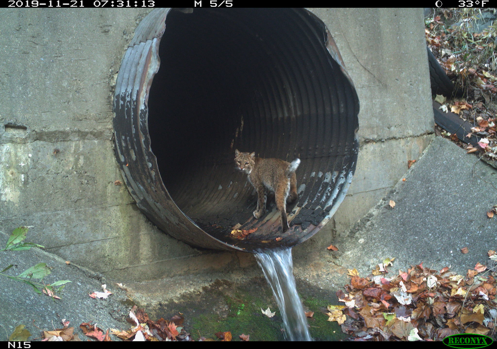 Bobcat in culvert under I-40