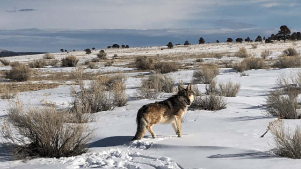 Member of the Pitchfork Canyon Wolf Pack Standing in Snow Covered Field