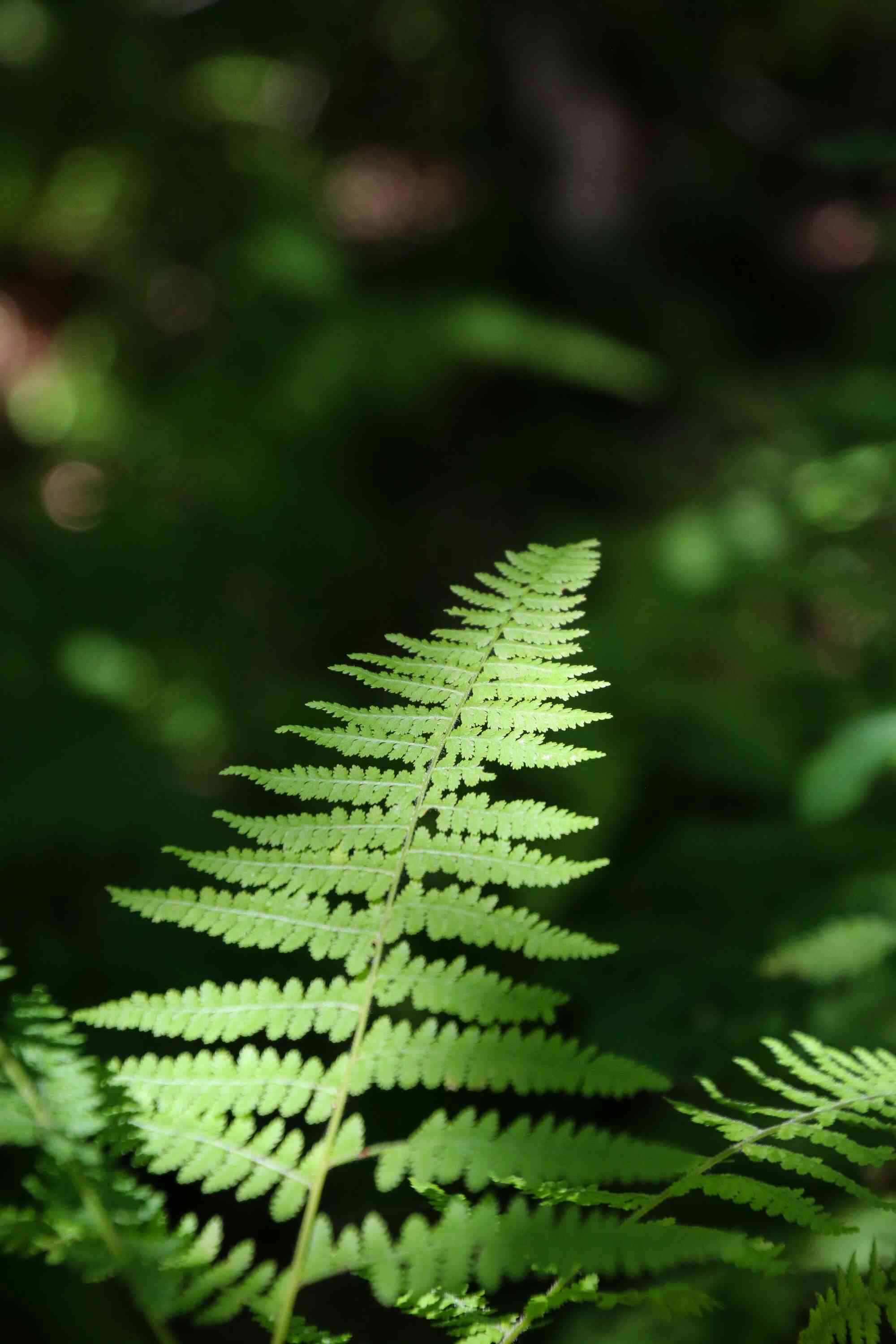 Green fern in light