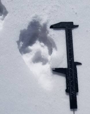 Possible Wolf or Coyote Track in the Snow with Measuring Tool 