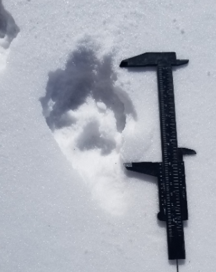 Possible Wolf or Coyote Track in the Snow with Measuring Tool
