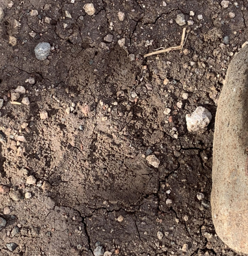 Wolf Track on Dirt Road Near Buzzard Peak