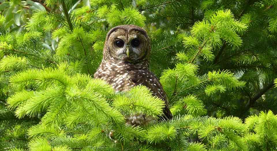 The Owl and the Old-growth Trees