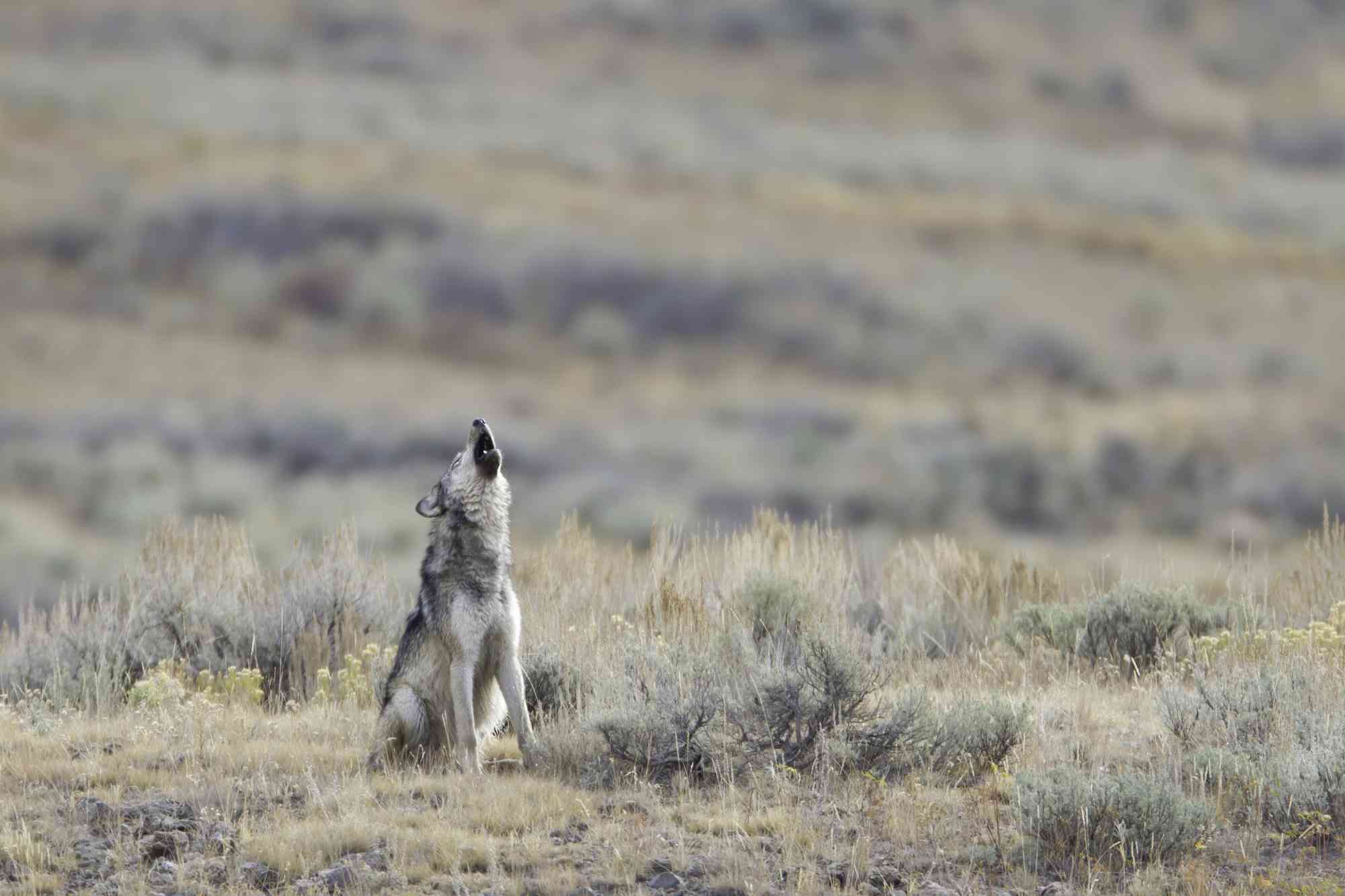 gray wolf howling in lamar valley