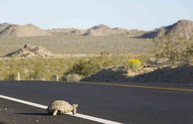 Desert tortoise crossing roadway