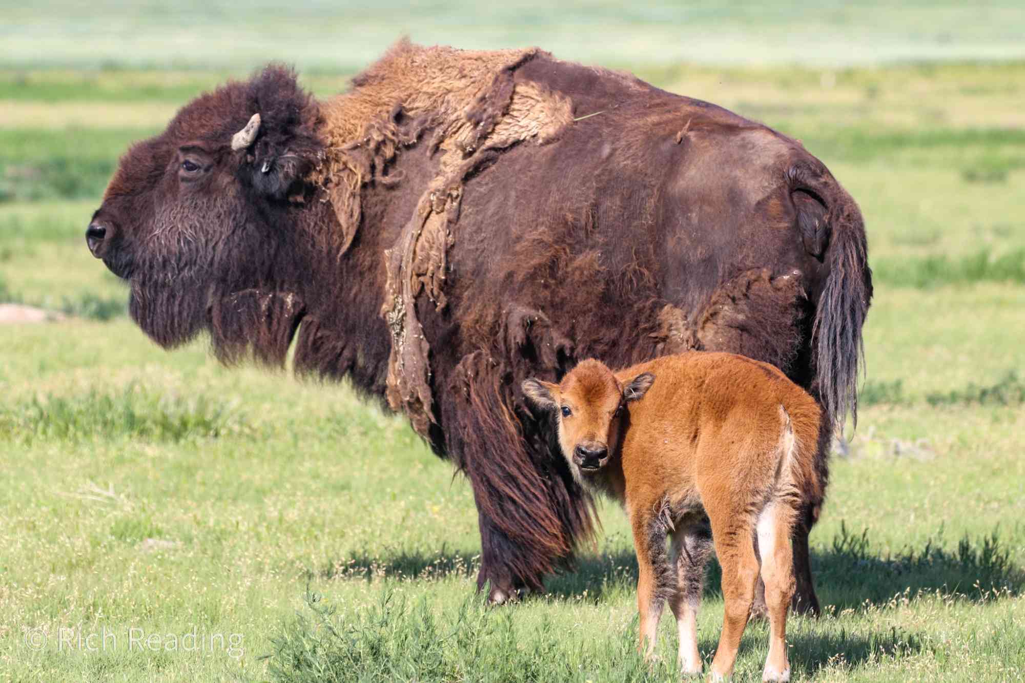 Baby Bison with Mother